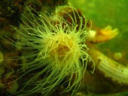 Plumose anemone (sea pink)in currentwater, Grevelingen, N... by Anja Klink 